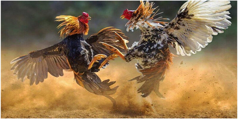 dat cuoc da ga tai rikvip luon thang voi cac chu y quan trong Đặt cược đá gà tại Rikvip luôn thắng với các chú ý quan trọng