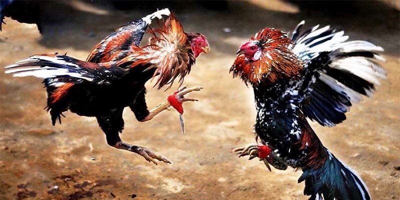 nhung thong tin chung gioi thieu ve sanh da ga rikvip Những thông tin chung giới thiệu về sảnh đá gà Rikvip